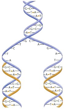Репликация (копирование) ДНК. Мономеры (нуклеотиды): А - аденин; G – гуанин; Т - тимин;  С-цитозин