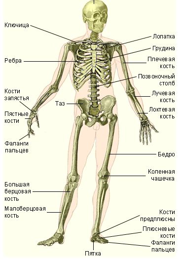 Скелет человека