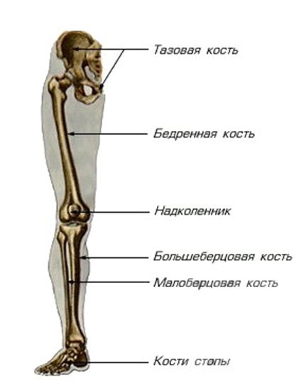 Скелет нижней части