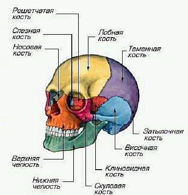 Череп