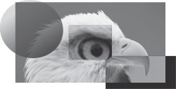 Фотография орла, на которую наложены объекты с различными типами прозрачности