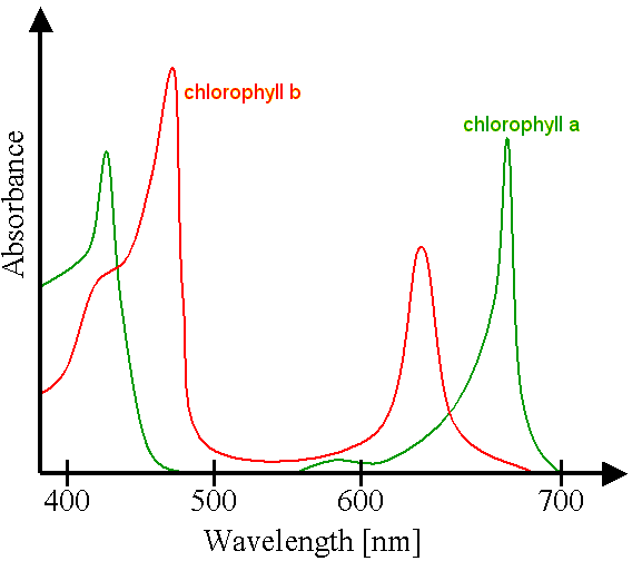 Спектры поглощения двух основных форм хлорофилла
