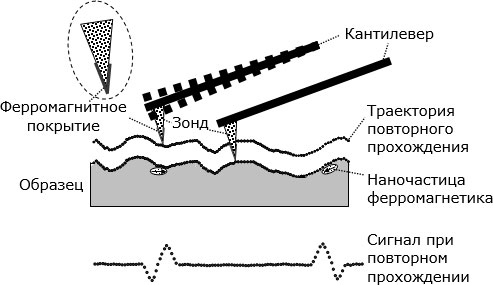 Двойное сканирование исследуемого образца  в магнитно-силовом микроскопе