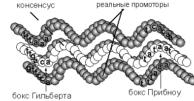 Идеальный промотор - консенсус-последовательность (в середине) является аналогом единственной версии прототипа - аттрактора в сети Хопфилда, выработанной в ней при записи зашумленных сообщений (аналогов реальных промоторов: сверху и снизу). Аналогом гомологического индекса, определяющего близость реальных промоторов к консенсус-последовательности, является энергия состояния сети
