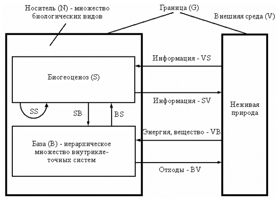 Схема внешних отношений биогеоценоза.