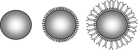 Последовательные этапы "специализации" наночастицы металла: слева – очищенная наночастица; в центре – наночастица после пассивации; справа – после высаживания молекул-распознавателей