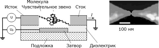 Слева – структура экспериментального молекулярного  транзистора. Справа – микрофотография электродов, сделанная в атомном силовом микроскопе
