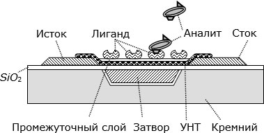 Принципиальная схема наносенсора на основе функционализированного полевого УНТ транзистора