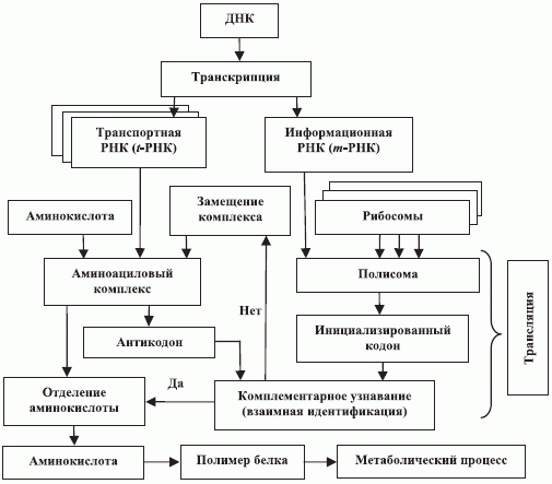 Упрощенная структурно-функциональная схема синтеза нативных белков