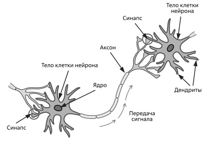  Упрощенная схема передачи сигнала в биологических нейронах 
