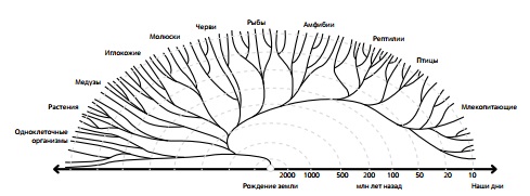 Схема эволюции живых организмов 
