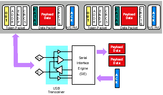 Процессор последовательного интерфейса USB (SIE) выполняет высокоскоростные преобразования из последовательного в параллельное представление на пакетах USB, так как скорости последовательных данных слишком высокие для большинства микроконтроллеров
