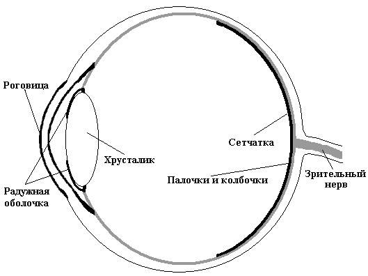 Глаз человека