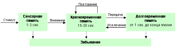 Модель памяти Аткинсона-Шифрина