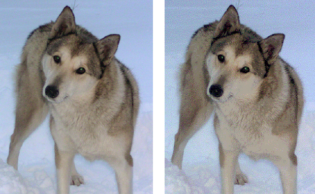 Исходное изображение (слева) и изображение, после преобразования его цветов в Web Palette (справа)