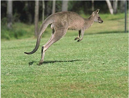 Изображение кенгуру