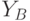 Y_B