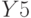 Y5