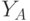 Y_A